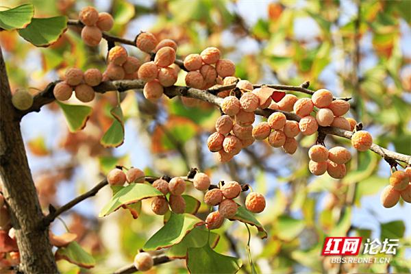 今日秋分！这些画面，撑起了湖南的秋日颜值休闲区蓝鸢梦想 - Www.slyday.coM