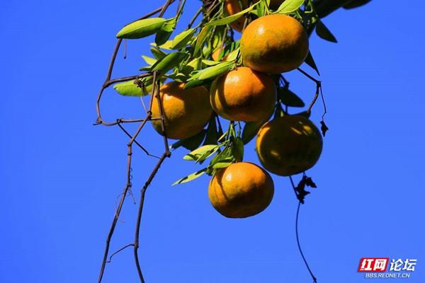 今日秋分！这些画面，撑起了湖南的秋日颜值休闲区蓝鸢梦想 - Www.slyday.coM