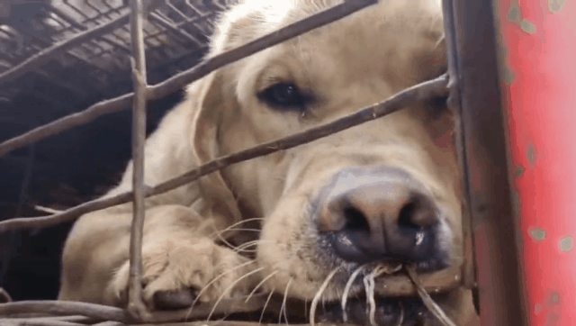 一场烧了五天五夜的山火，看主人和狗狗们如何极限求生！休闲区蓝鸢梦想 - Www.slyday.coM