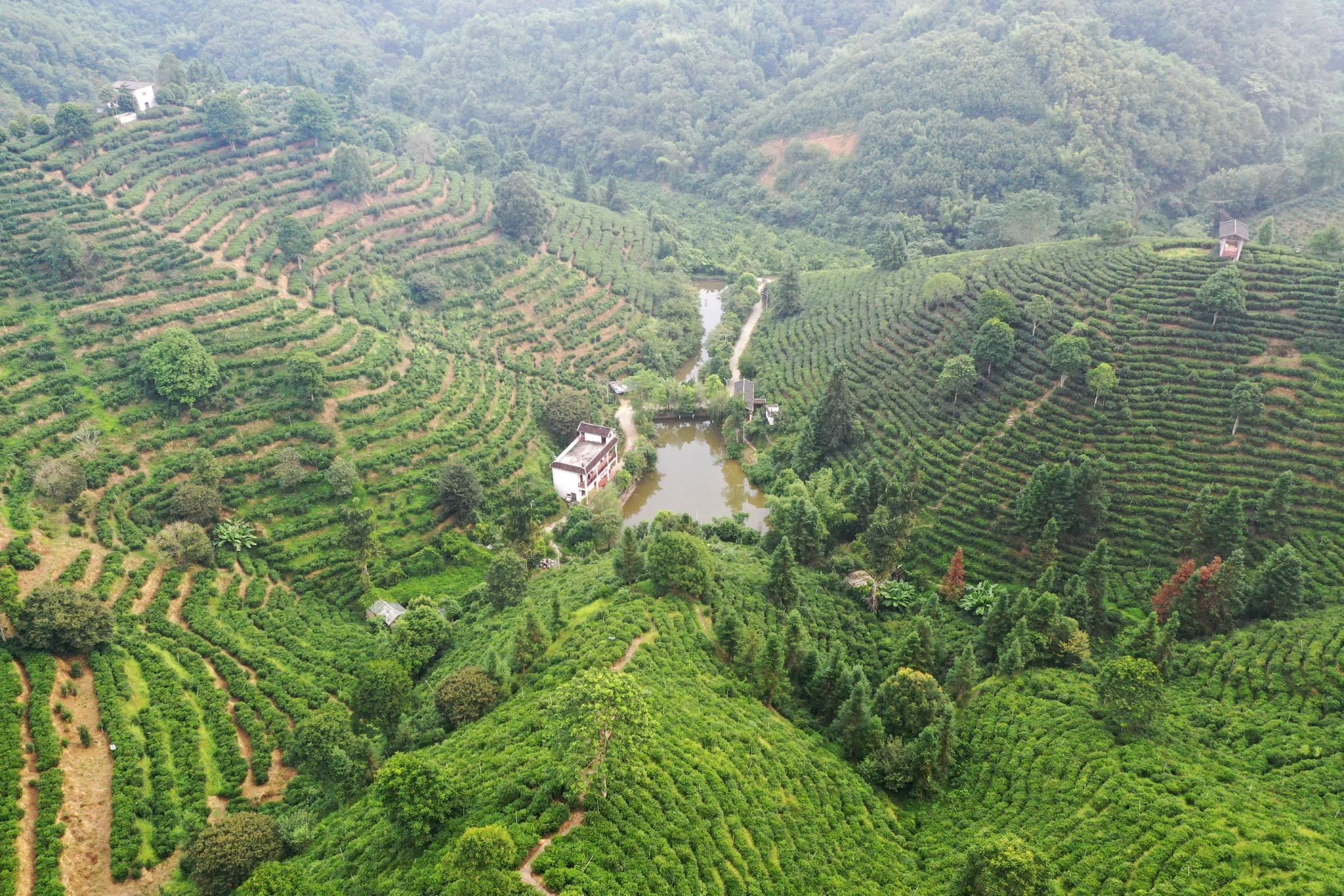 广西苍梧:六堡茶飘香乡村振兴路|广西|乡村振兴|新华社_新浪新闻
