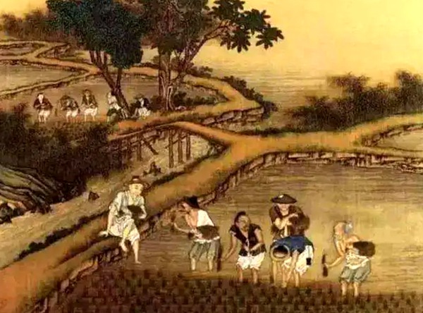 ▲在魏晋和隋唐时期，南方水稻大规模种植（图片提供/视觉中国）
