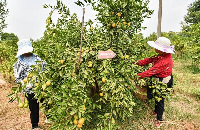 农民丰收节来了，宜昌蜜桔登陆“多多丰收馆”休闲区蓝鸢梦想 - Www.slyday.coM
