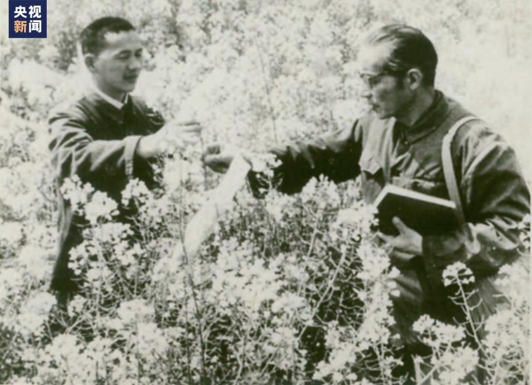  △1963年，傅廷栋（左）与导师刘后利在田间研究油菜。