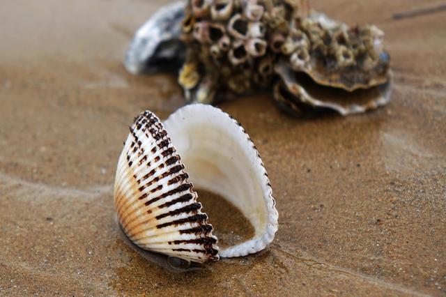 山东青岛海滨落潮 灵山湾海滩现大量贝壳_新浪财经_新浪网