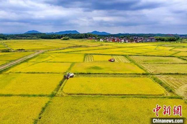 航拍金溪县左坊镇江坊村的连片金色稻田里，农户驾驶收割机在收割稻谷。邓兴东 摄