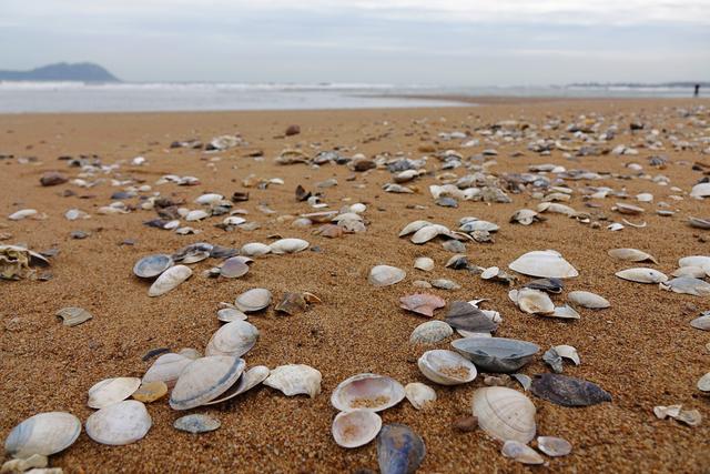 山东青岛海滨落潮 灵山湾海滩现大量贝壳_新浪财经_新浪网