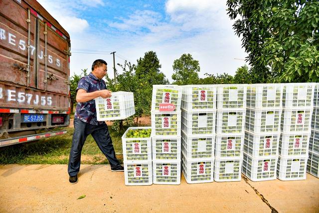 农民丰收节来了，宜昌蜜桔登陆“多多丰收馆”休闲区蓝鸢梦想 - Www.slyday.coM