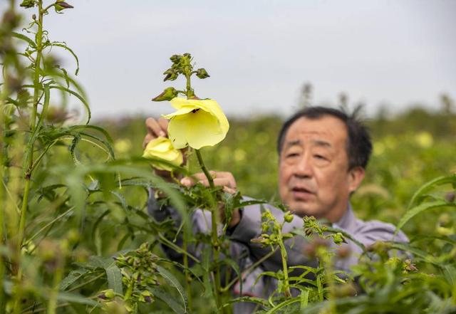 组图 江苏泰州 黄蜀葵花开迎丰收 泰州市 马龙 江苏省 新浪新闻 组图 江苏泰州 黄蜀葵花开迎丰收 泰州市 马龙 江苏省 新浪新闻