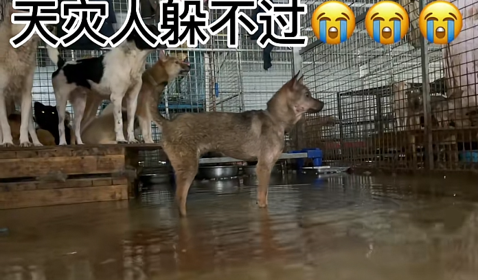 一场烧了五天五夜的山火，看主人和狗狗们如何极限求生！休闲区蓝鸢梦想 - Www.slyday.coM