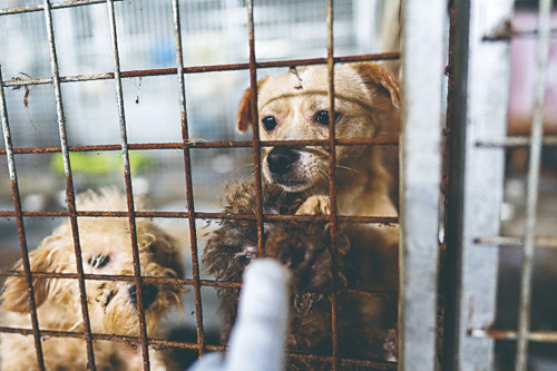 一场烧了五天五夜的山火，看主人和狗狗们如何极限求生！休闲区蓝鸢梦想 - Www.slyday.coM
