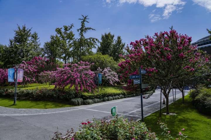 游园会 科普展 亲子游 来杭州城北体育公园邂逅浪漫紫薇花语吧 钱江 紫薇 体育公园 新浪新闻