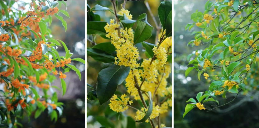 所有的桂花都香吗？“桂冠”是用桂花做的吗？休闲区蓝鸢梦想 - Www.slyday.coM