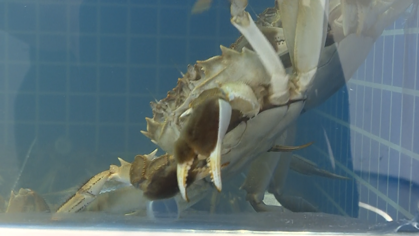 大家都爱的美食，终于等到开卖了！但价格会上涨30%左右休闲区蓝鸢梦想 - Www.slyday.coM