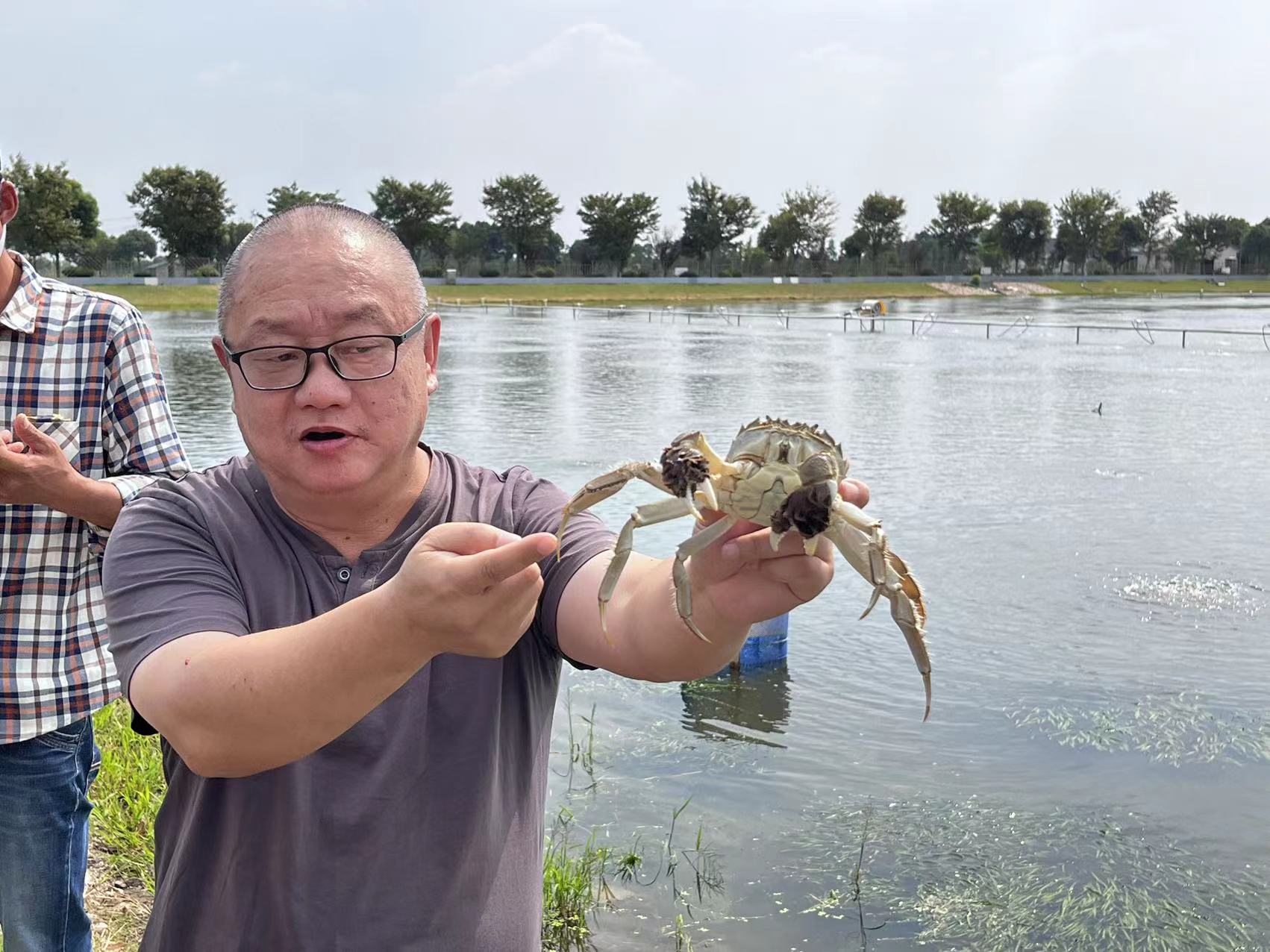 今夏高温会影响上海大闸蟹品质吗？专家：崇明清水蟹产量可达100万斤，“咸鲜香”风味俱佳休闲区蓝鸢梦想 - Www.slyday.coM