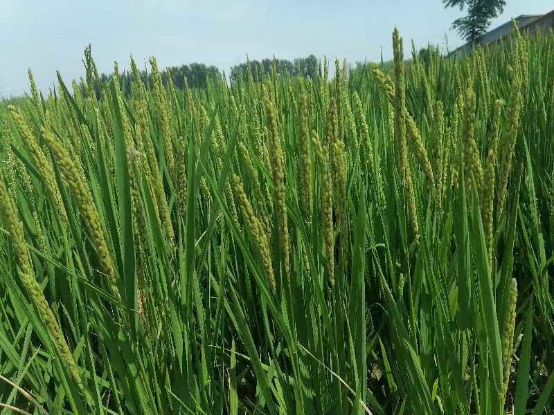 ▲“巨型稻”开始在天津市宁河区种植，这是该稻种首次在京津冀地区试种（图片提供/李和冀）