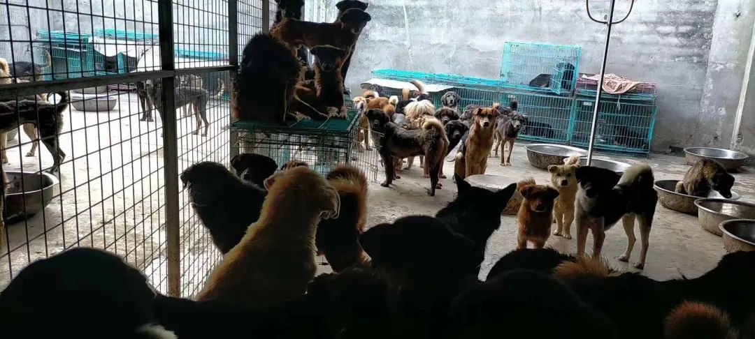 一场烧了五天五夜的山火，看主人和狗狗们如何极限求生！休闲区蓝鸢梦想 - Www.slyday.coM