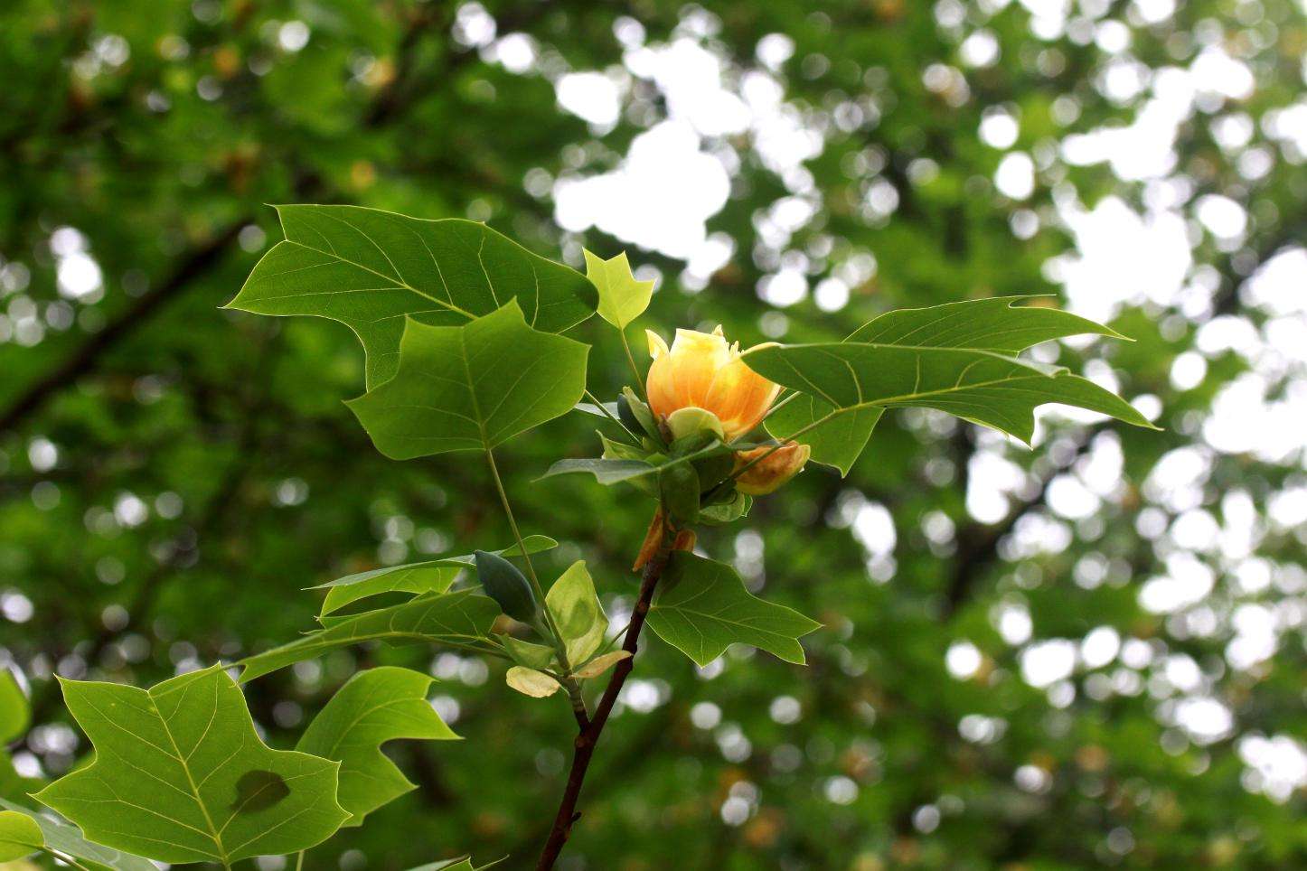 它是国家二级保护植物，叶子像黄马褂，却被称作植物界的活化石休闲区蓝鸢梦想 - Www.slyday.coM