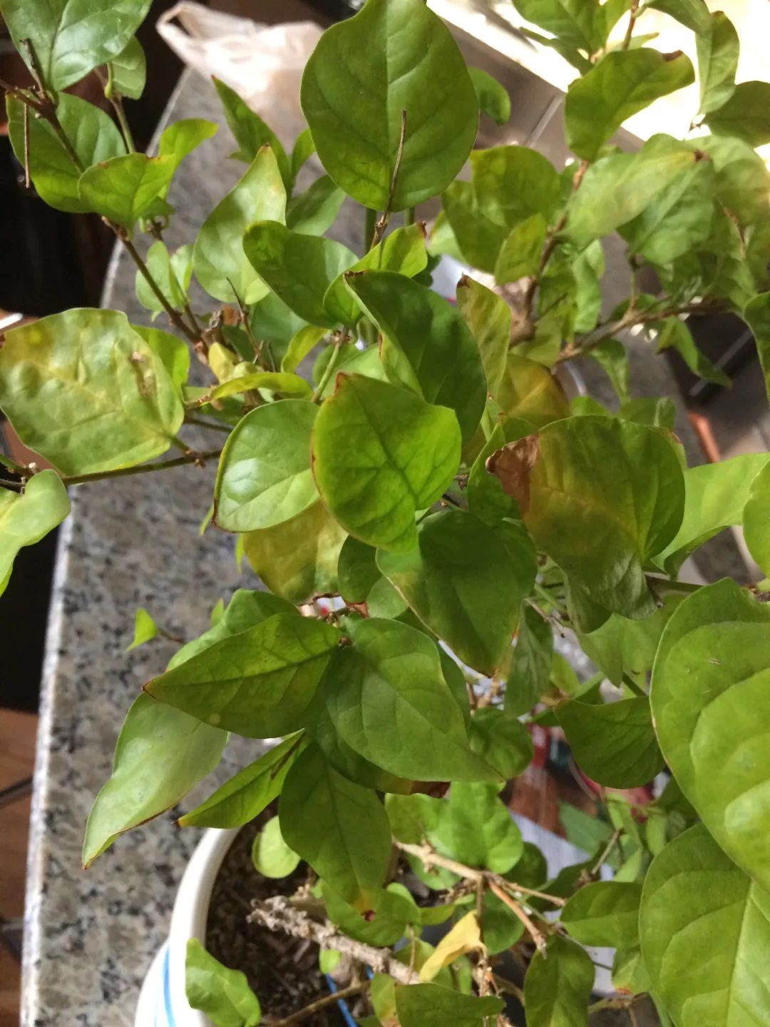 绣球,茉莉,茶花和月季都容易出现缺铁性黄叶,只浇酸性肥没效果|黄叶