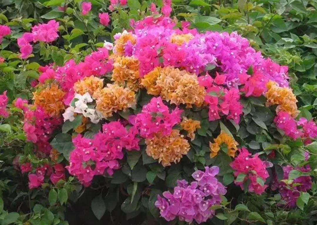 三角梅是南方花卉,又叫光叶子花,它是典型的阳性花卉,在长期没有阳光