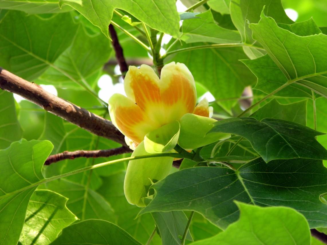它是国家二级保护植物，叶子像黄马褂，却被称作植物界的活化石休闲区蓝鸢梦想 - Www.slyday.coM
