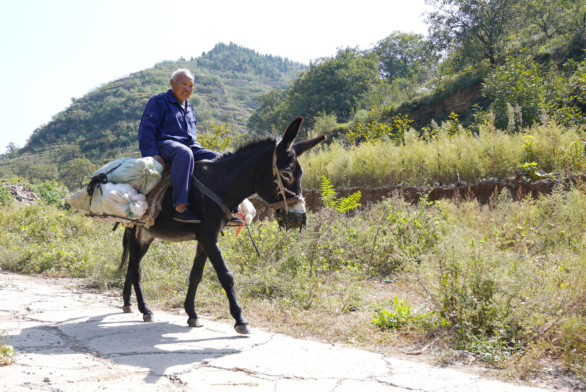 一头头小毛驴驮着装袋的玉米,谷子从山上下来,村民们肩扛手拎,收获