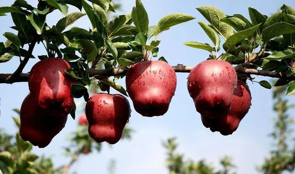 来自深山里的花花牛，入口香甜软糯，价格实惠，比蛇果要好一百倍！休闲区蓝鸢梦想 - Www.slyday.coM
