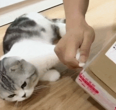 猫:“你养我不是因为喜欢我,而是为了利用我!”休闲区蓝鸢梦想 - Www.slyday.coM 猫:“你养我不是因为喜欢我,而是为了利用我!”休闲区蓝鸢梦想 - Www.slyday.coM