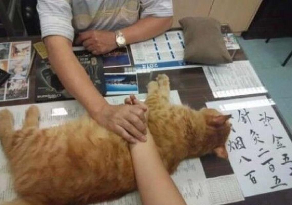 猫:“你养我不是因为喜欢我,而是为了利用我!”休闲区蓝鸢梦想 - Www.slyday.coM 猫:“你养我不是因为喜欢我,而是为了利用我!”休闲区蓝鸢梦想 - Www.slyday.coM