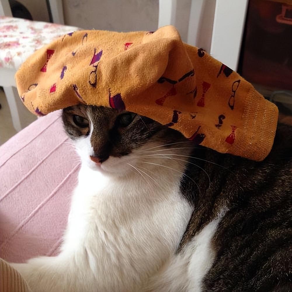 猫:“你养我不是因为喜欢我,而是为了利用我!”休闲区蓝鸢梦想 - Www.slyday.coM 猫:“你养我不是因为喜欢我,而是为了利用我!”休闲区蓝鸢梦想 - Www.slyday.coM