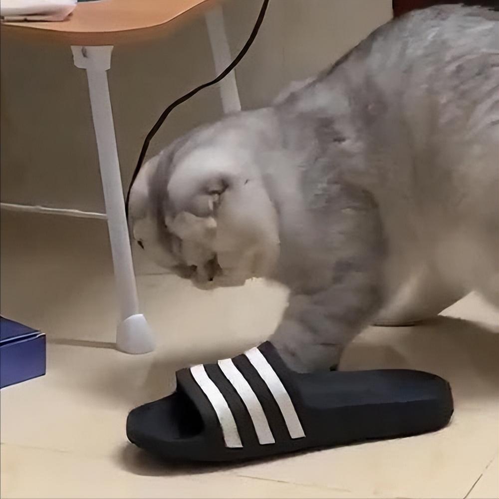 猫:“你养我不是因为喜欢我,而是为了利用我!”休闲区蓝鸢梦想 - Www.slyday.coM 猫:“你养我不是因为喜欢我,而是为了利用我!”休闲区蓝鸢梦想 - Www.slyday.coM