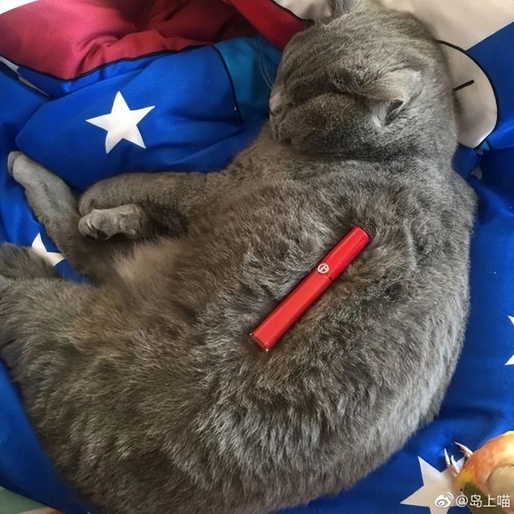 猫:“你养我不是因为喜欢我,而是为了利用我!”休闲区蓝鸢梦想 - Www.slyday.coM 猫:“你养我不是因为喜欢我,而是为了利用我!”休闲区蓝鸢梦想 - Www.slyday.coM