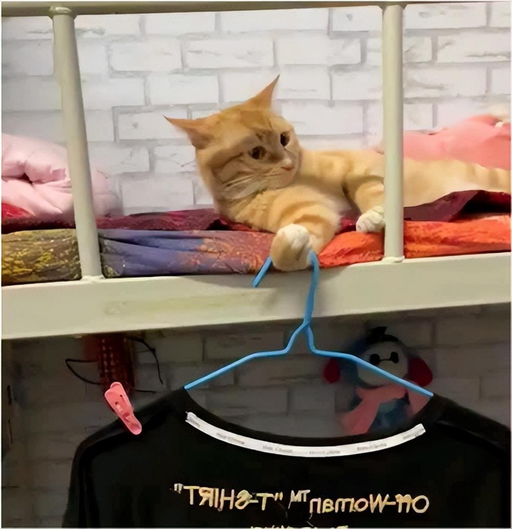 猫:“你养我不是因为喜欢我,而是为了利用我!”休闲区蓝鸢梦想 - Www.slyday.coM 猫:“你养我不是因为喜欢我,而是为了利用我!”休闲区蓝鸢梦想 - Www.slyday.coM