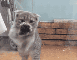 猫:“你养我不是因为喜欢我,而是为了利用我!”休闲区蓝鸢梦想 - Www.slyday.coM 猫:“你养我不是因为喜欢我,而是为了利用我!”休闲区蓝鸢梦想 - Www.slyday.coM