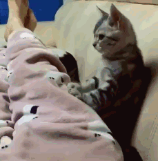 猫:“你养我不是因为喜欢我,而是为了利用我!”休闲区蓝鸢梦想 - Www.slyday.coM 猫:“你养我不是因为喜欢我,而是为了利用我!”休闲区蓝鸢梦想 - Www.slyday.coM