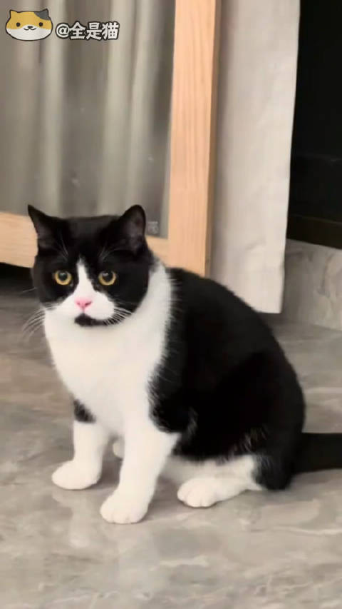 您的客服小猫咪已上线|猫_新浪新闻