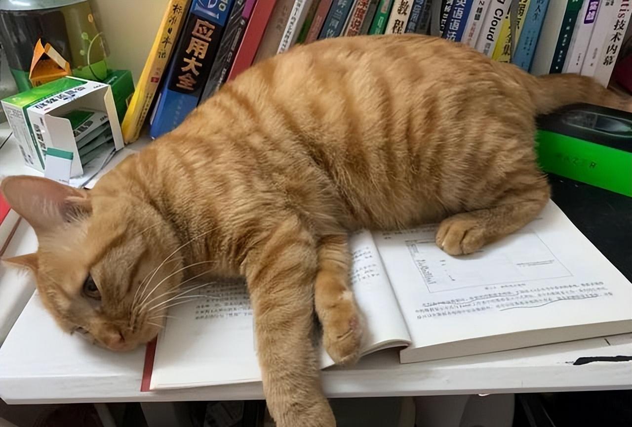 猫:“你养我不是因为喜欢我,而是为了利用我!”休闲区蓝鸢梦想 - Www.slyday.coM 猫:“你养我不是因为喜欢我,而是为了利用我!”休闲区蓝鸢梦想 - Www.slyday.coM