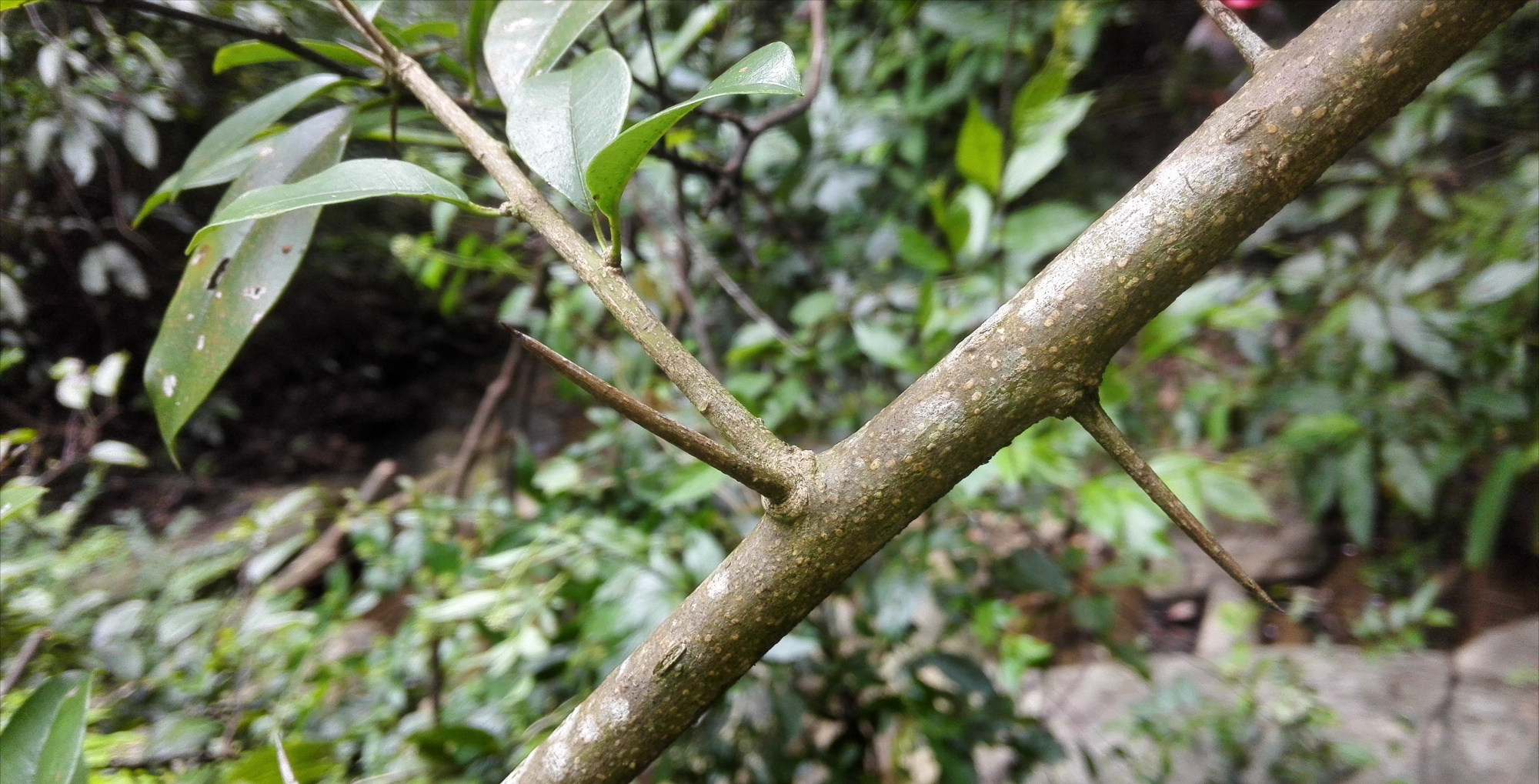 农村一种带刺的植物,人称黄龙退壳,穿破石,山荔枝,价值珍贵|山荔枝