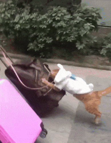 猫:“你养我不是因为喜欢我,而是为了利用我!”休闲区蓝鸢梦想 - Www.slyday.coM 猫:“你养我不是因为喜欢我,而是为了利用我!”休闲区蓝鸢梦想 - Www.slyday.coM