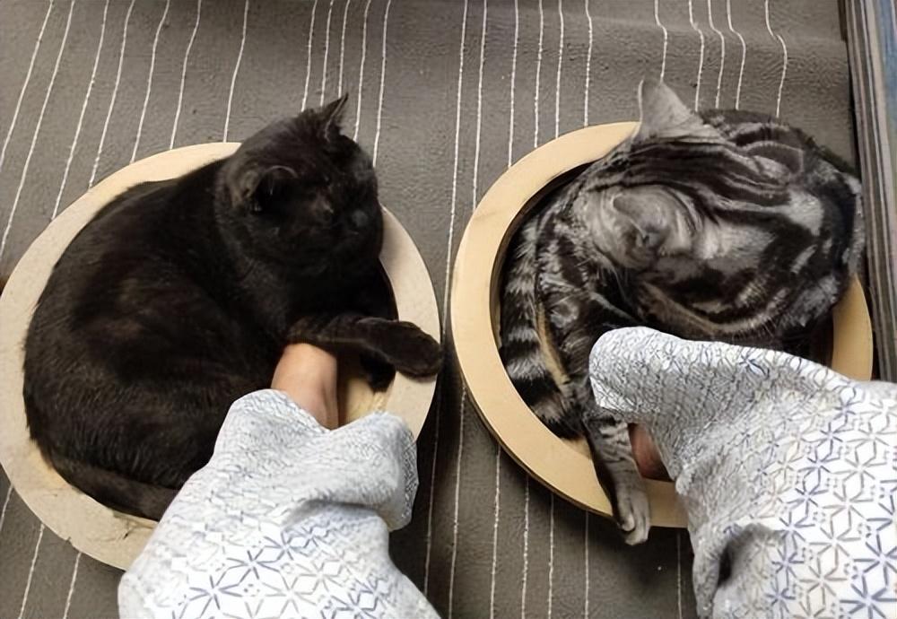 猫:“你养我不是因为喜欢我,而是为了利用我!”休闲区蓝鸢梦想 - Www.slyday.coM 猫:“你养我不是因为喜欢我,而是为了利用我!”休闲区蓝鸢梦想 - Www.slyday.coM