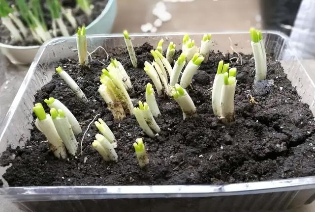 秋天，2种菜可以种了，简单好种好吃，绿油油长得快，不用花钱买休闲区蓝鸢梦想 - Www.slyday.coM