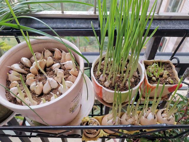 秋天，2种菜可以种了，简单好种好吃，绿油油长得快，不用花钱买休闲区蓝鸢梦想 - Www.slyday.coM