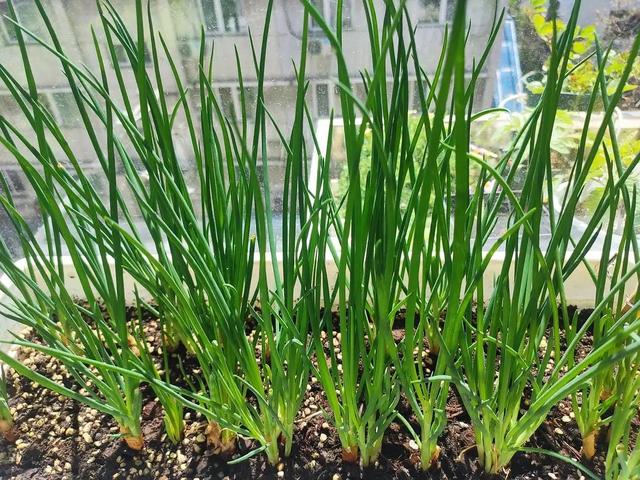 秋天，2种菜可以种了，简单好种好吃，绿油油长得快，不用花钱买休闲区蓝鸢梦想 - Www.slyday.coM