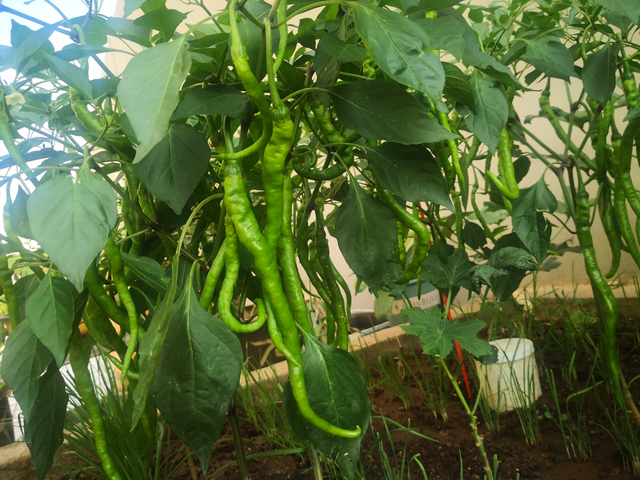 秋天，2种菜可以种了，简单好种好吃，绿油油长得快，不用花钱买休闲区蓝鸢梦想 - Www.slyday.coM