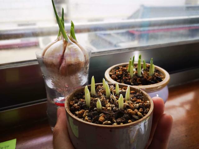 秋天，2种菜可以种了，简单好种好吃，绿油油长得快，不用花钱买休闲区蓝鸢梦想 - Www.slyday.coM