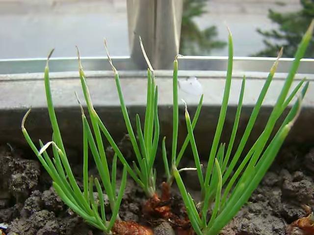 秋天，2种菜可以种了，简单好种好吃，绿油油长得快，不用花钱买休闲区蓝鸢梦想 - Www.slyday.coM