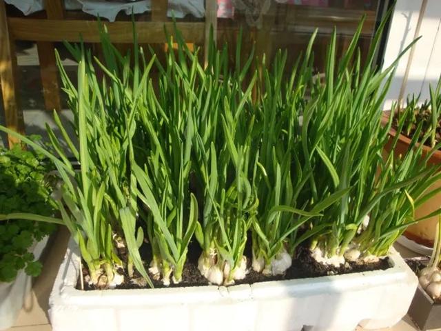 秋天，2种菜可以种了，简单好种好吃，绿油油长得快，不用花钱买休闲区蓝鸢梦想 - Www.slyday.coM