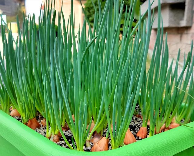 秋天，2种菜可以种了，简单好种好吃，绿油油长得快，不用花钱买休闲区蓝鸢梦想 - Www.slyday.coM