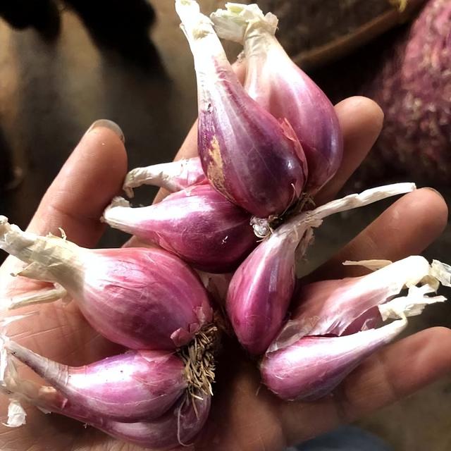 秋天，2种菜可以种了，简单好种好吃，绿油油长得快，不用花钱买休闲区蓝鸢梦想 - Www.slyday.coM