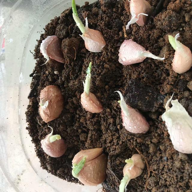 秋天，2种菜可以种了，简单好种好吃，绿油油长得快，不用花钱买休闲区蓝鸢梦想 - Www.slyday.coM