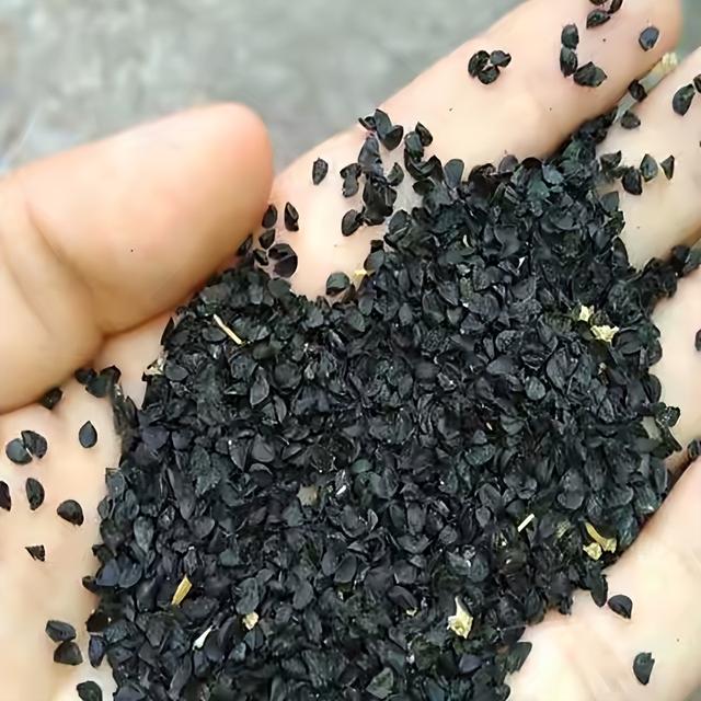 秋天，2种菜可以种了，简单好种好吃，绿油油长得快，不用花钱买休闲区蓝鸢梦想 - Www.slyday.coM